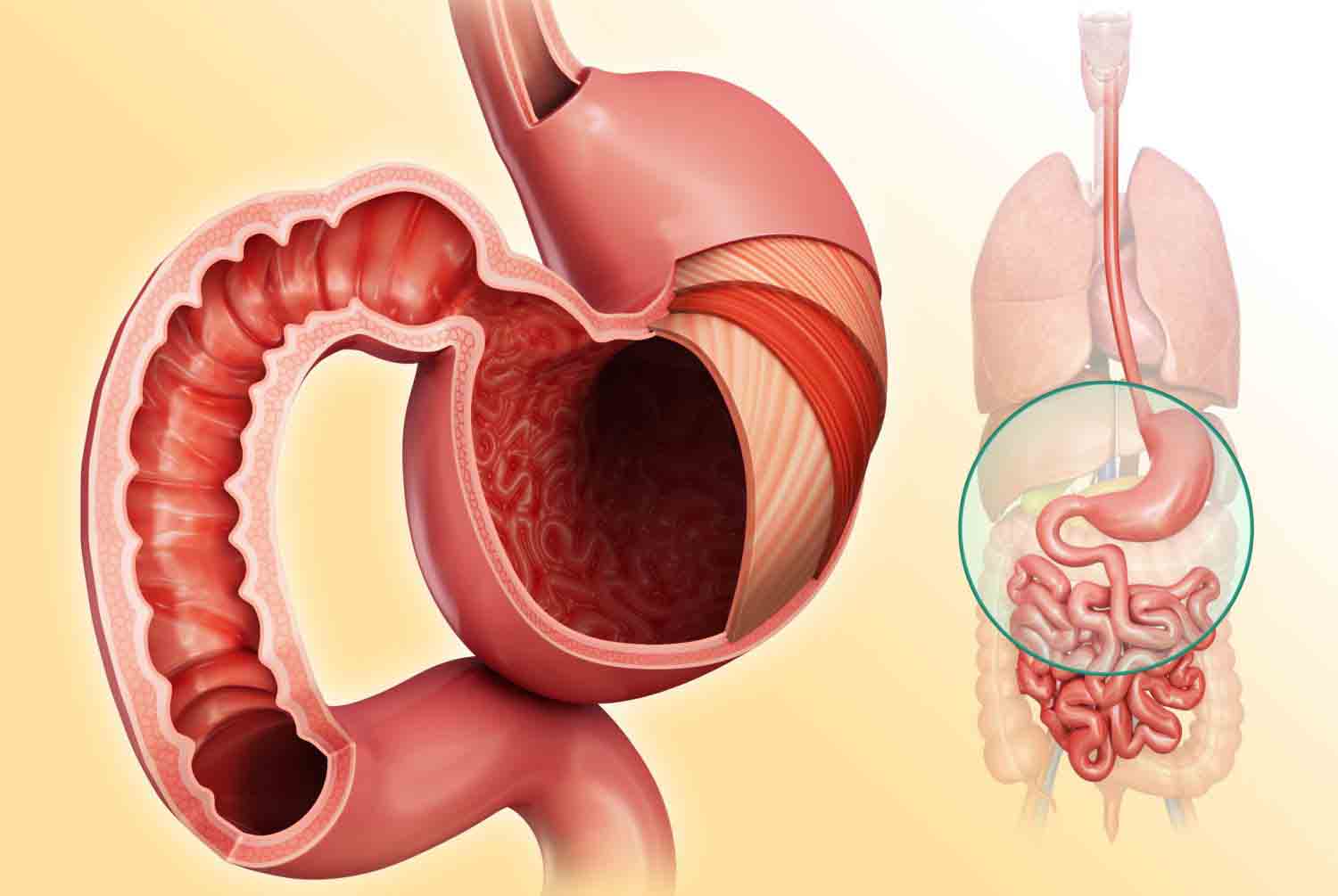 Food Absorption and Digestion